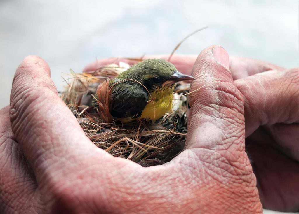 bird, flycatcher, nature, ornithology, species, fauna, avian, animal, wildlife, nest, rescue-4050412.jpg