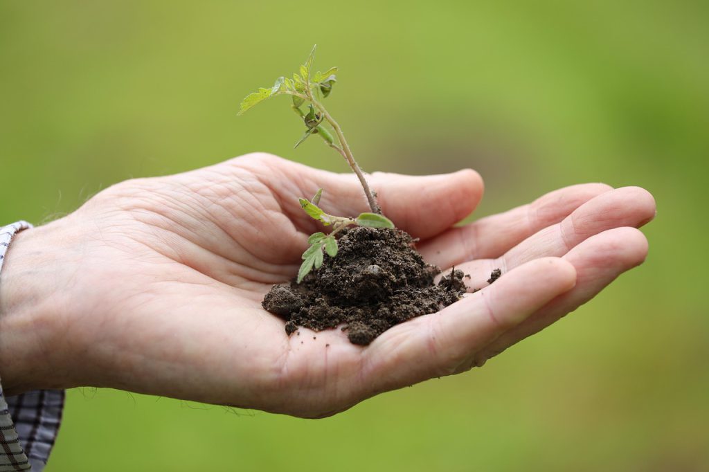 planting, transplanting, cherry tomato, spring, season, nature, plant, garden, plant, plant, plant, plant, plant-8027884.jpg